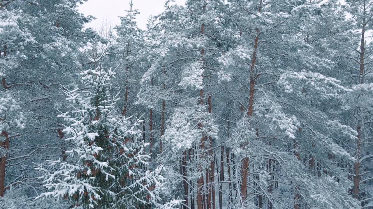 冬季森林自然雪覆盖的冬季树木高山景观清晨日出假日旅游和旅游霜冻的树顶充满活力的颜色空中4k视频下载