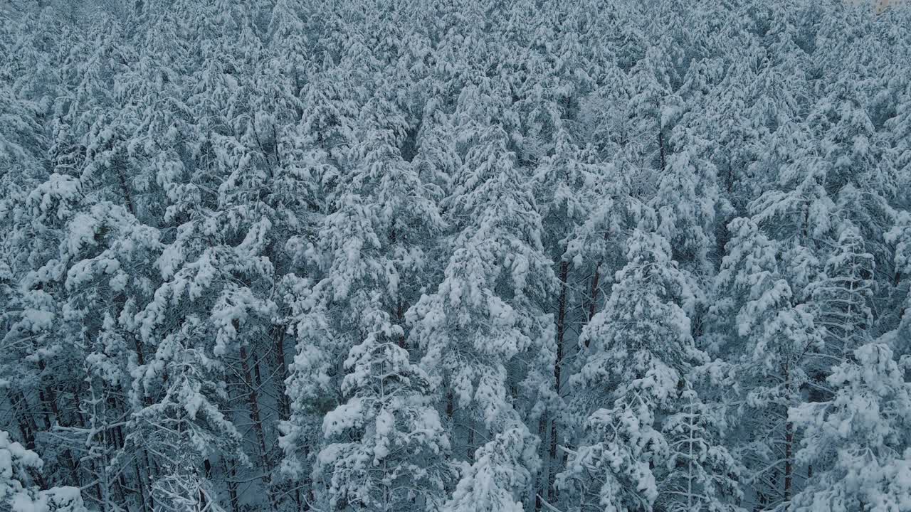 冬季森林自然雪覆盖的冬季树木高山景观清晨日出假日旅游和旅游霜冻的树顶充满活力的颜色空中4k视频下载