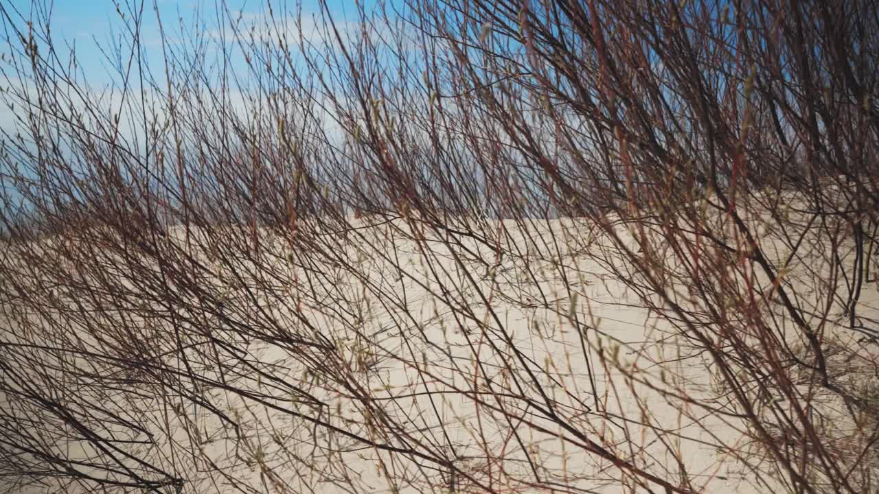 在阳光明媚的春日沿着波罗的海海滩散步视频素材