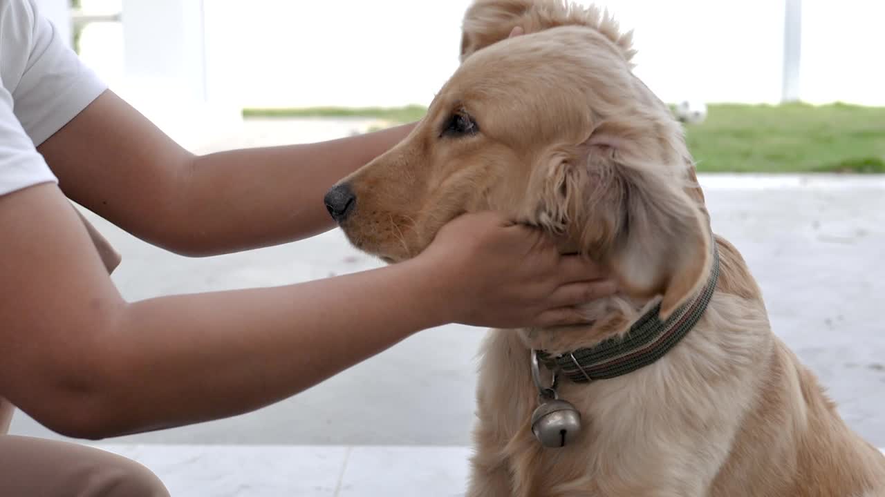 慢动作的女人的手触摸金毛猎犬的头为宠物和生活方式的概念，选择对焦浅景深的领域视频素材