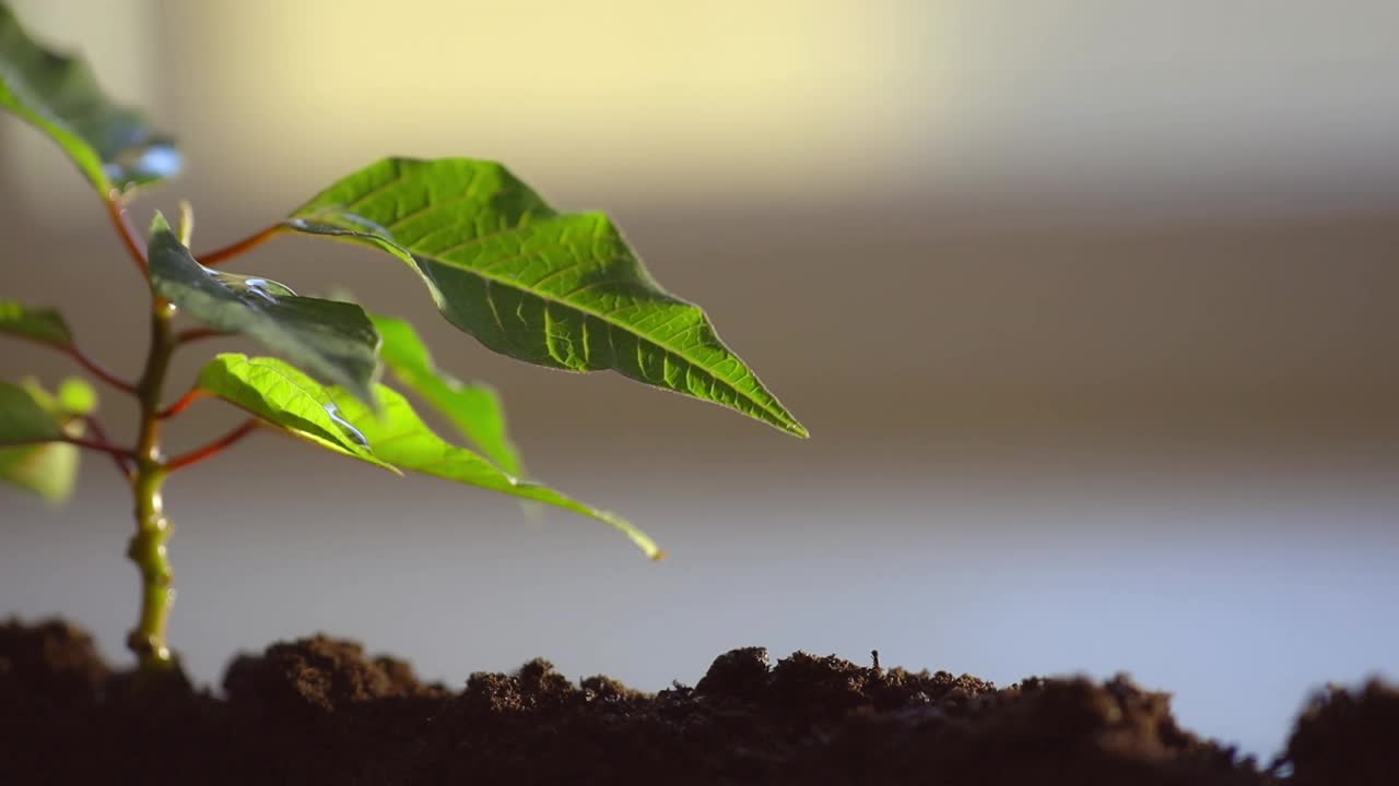 一滴干净的水滚下嫩芽的叶子，照顾植物高质量的全高清镜头视频下载