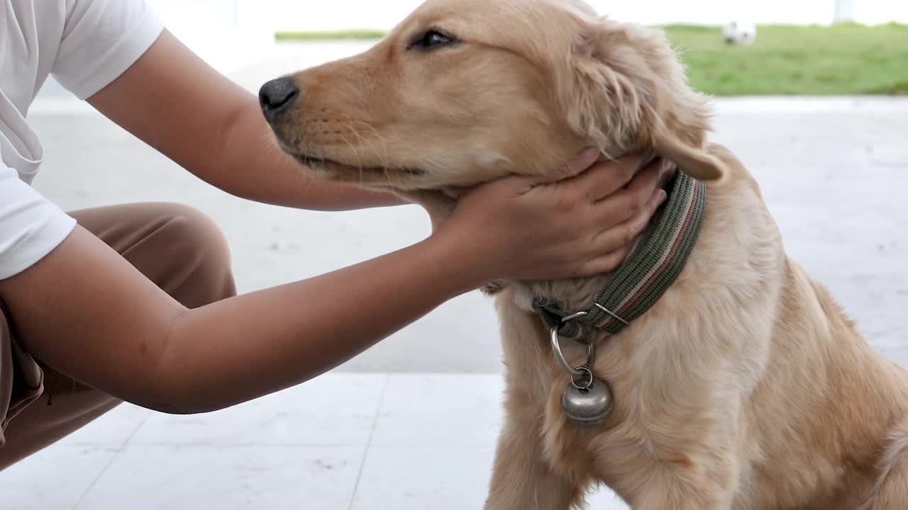 慢动作的女人的手触摸金毛猎犬的头为宠物和生活方式的概念，选择对焦浅景深的领域视频素材