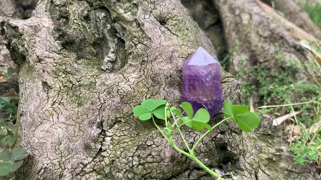 树干中的紫水晶棱镜视频下载