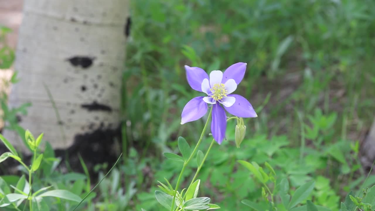 科罗拉多蓝耧菜花的开花反应其山地环境视频下载