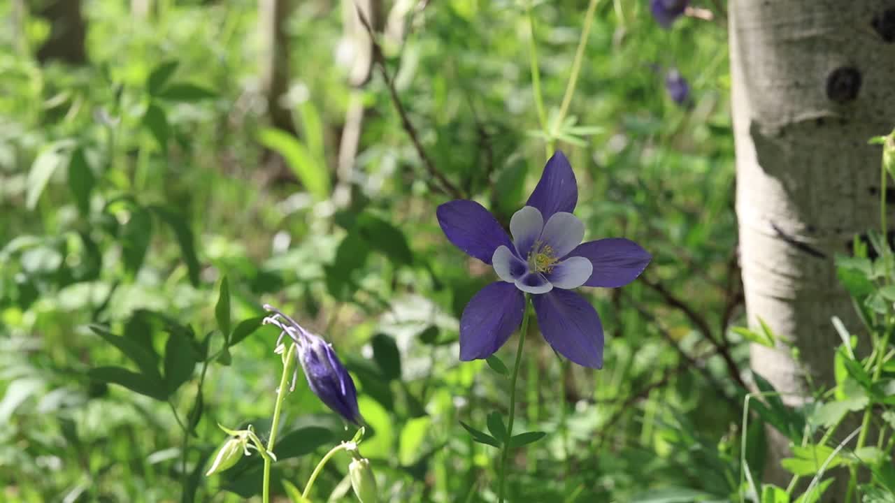 微风吹拂着耧斗菜花蕾视频下载