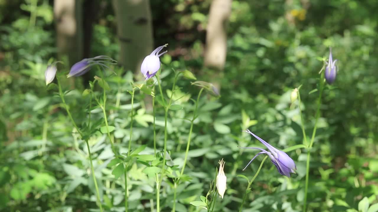 微风吹拂着耧斗菜花蕾视频下载