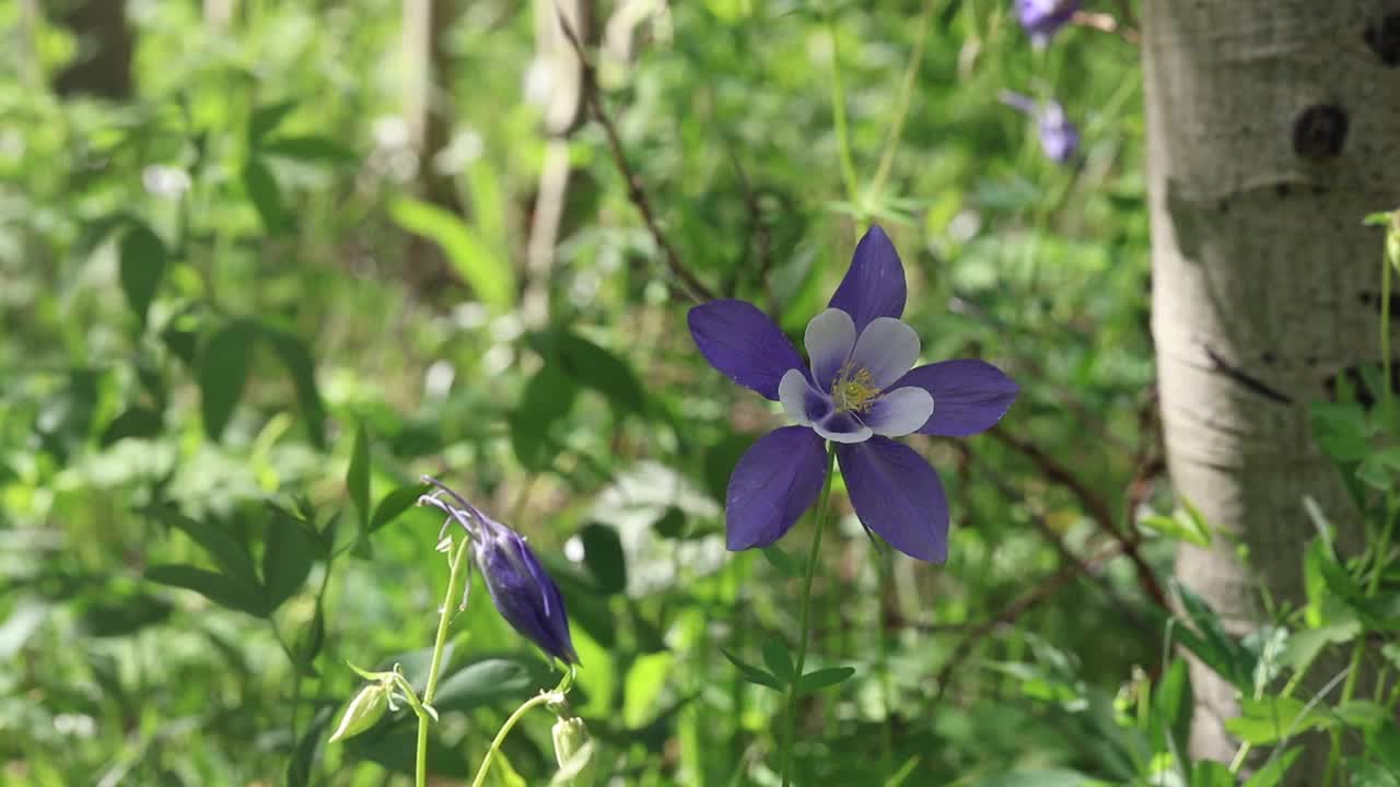 耧斗菜花搅拌，一只授粉蜜蜂造访植物视频下载