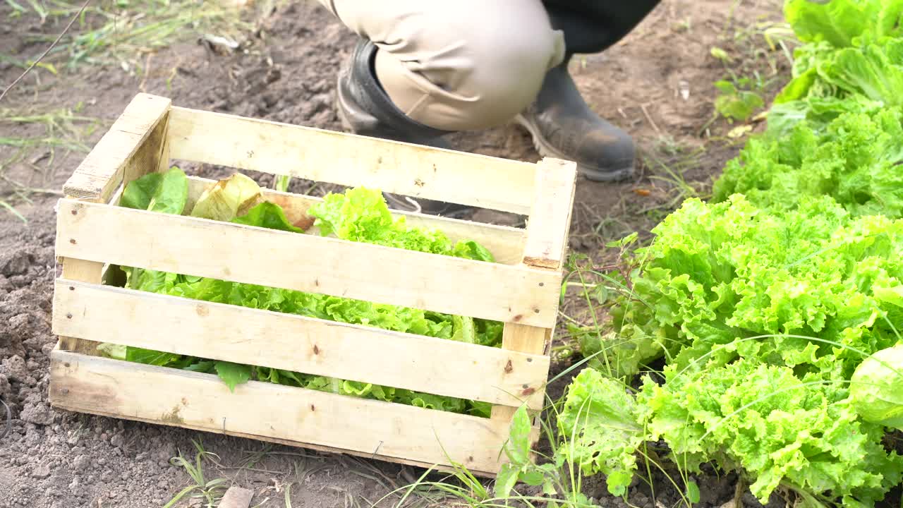 在菜地里收割生菜的农民视频素材