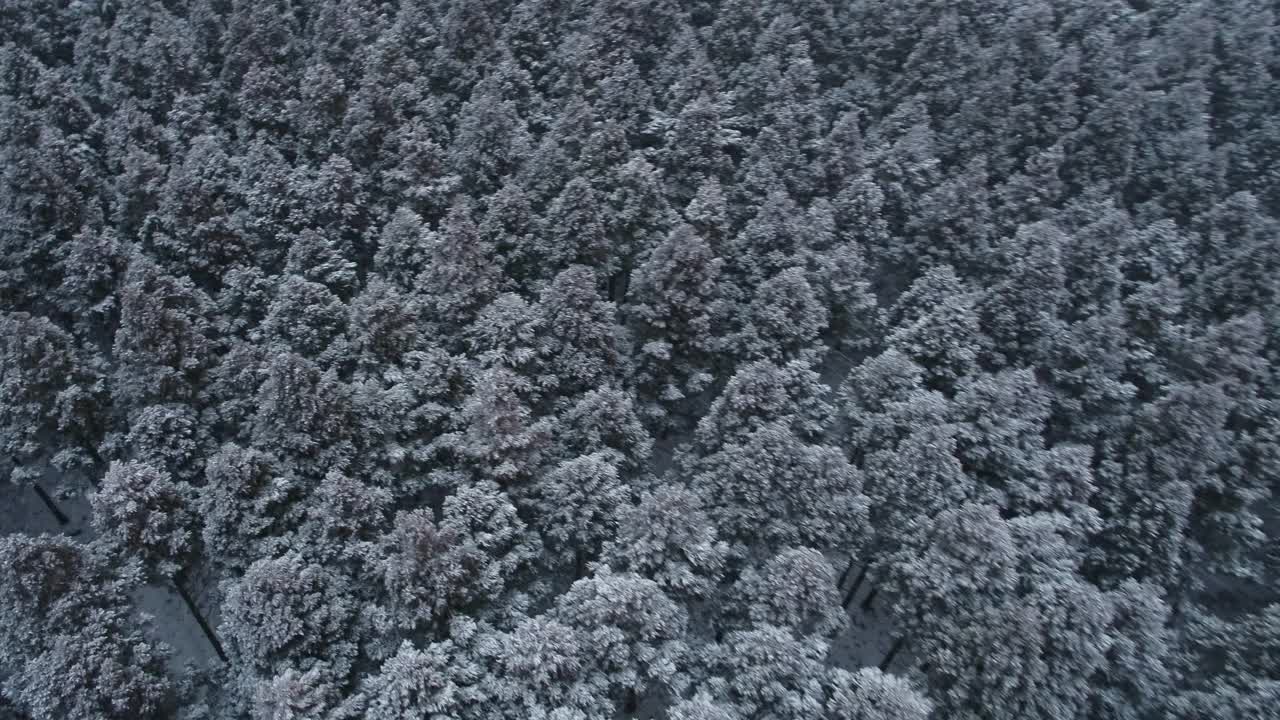 森林和道路的雪景/韩国济州岛视频素材