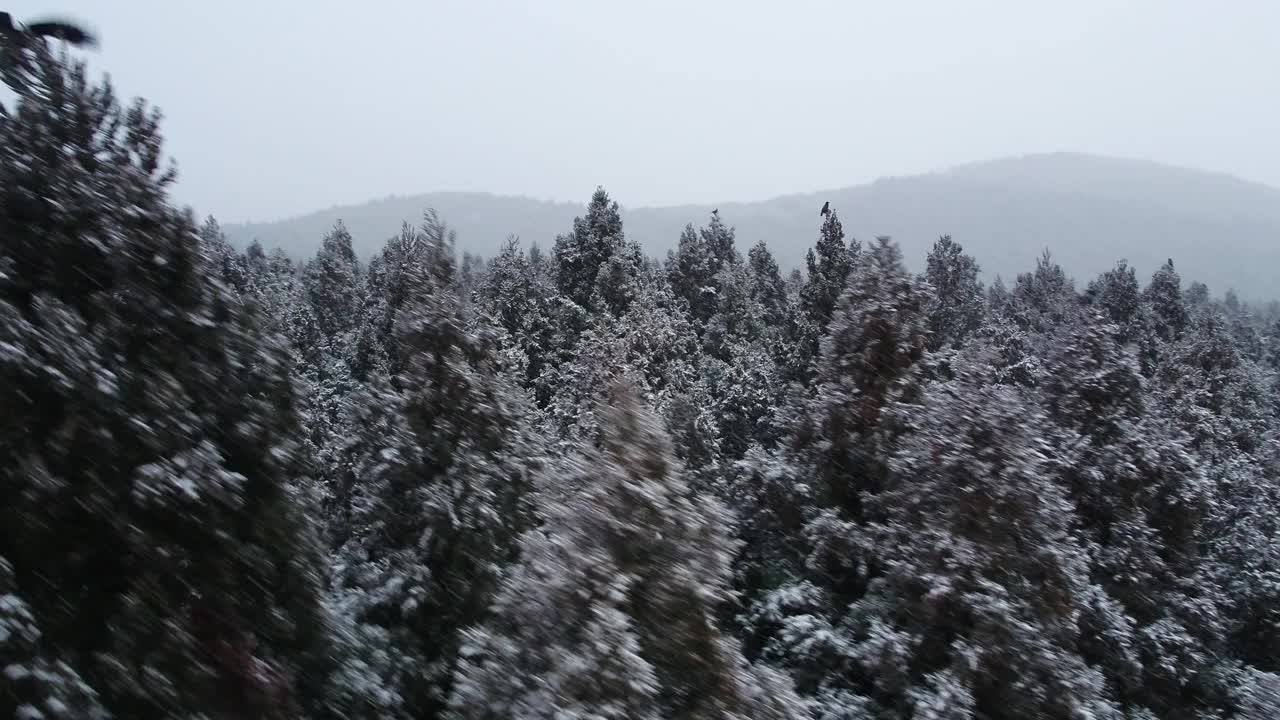 森林的雪景/韩国济州岛视频素材