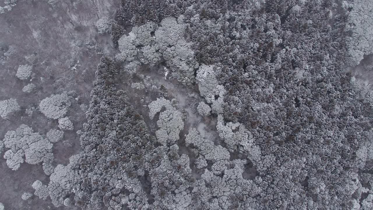 森林的雪景/韩国济州岛视频素材