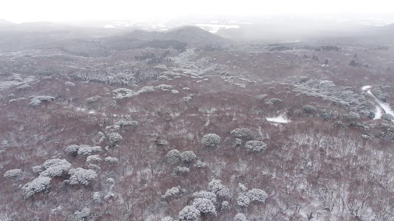 森林和道路的雪景/韩国济州岛视频素材