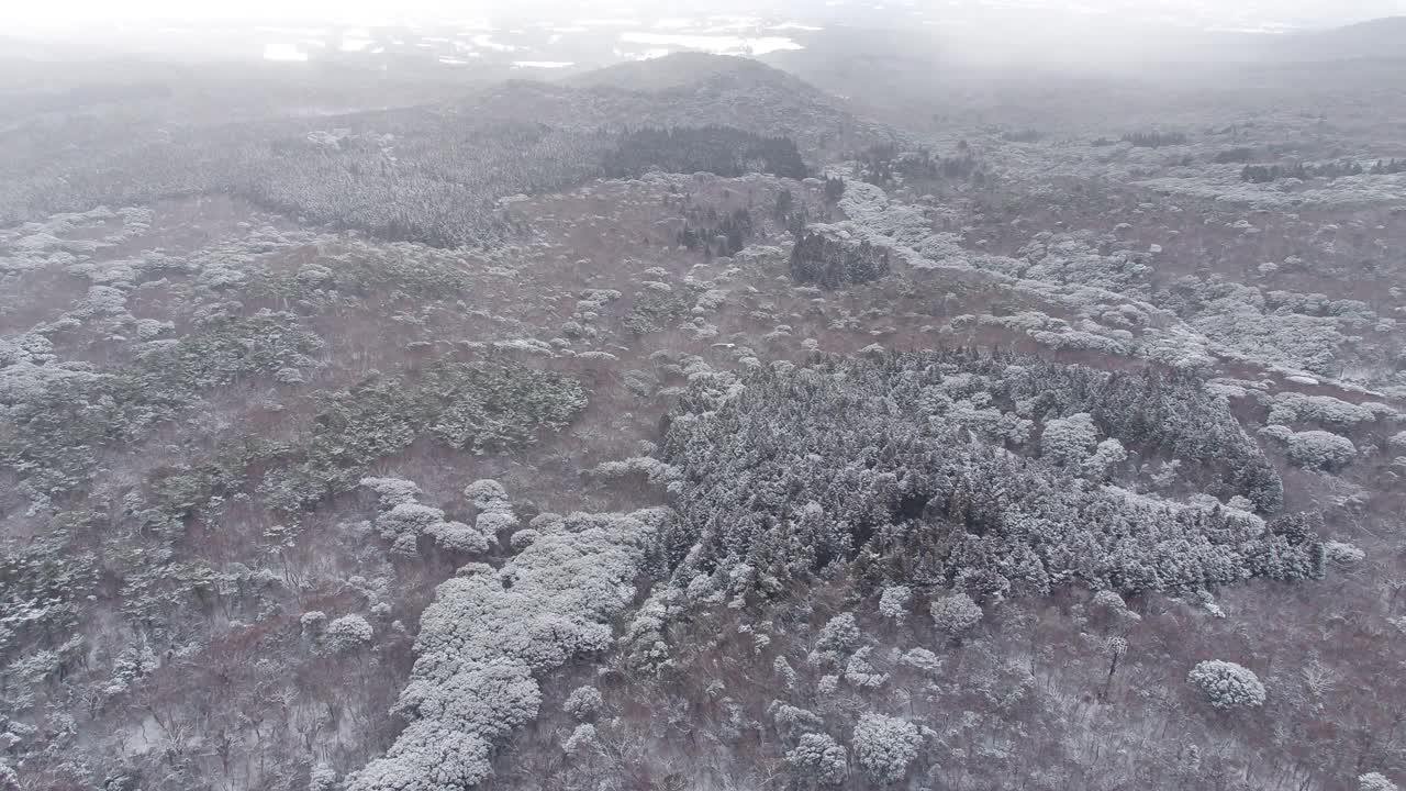 森林和道路的雪景/韩国济州岛视频素材