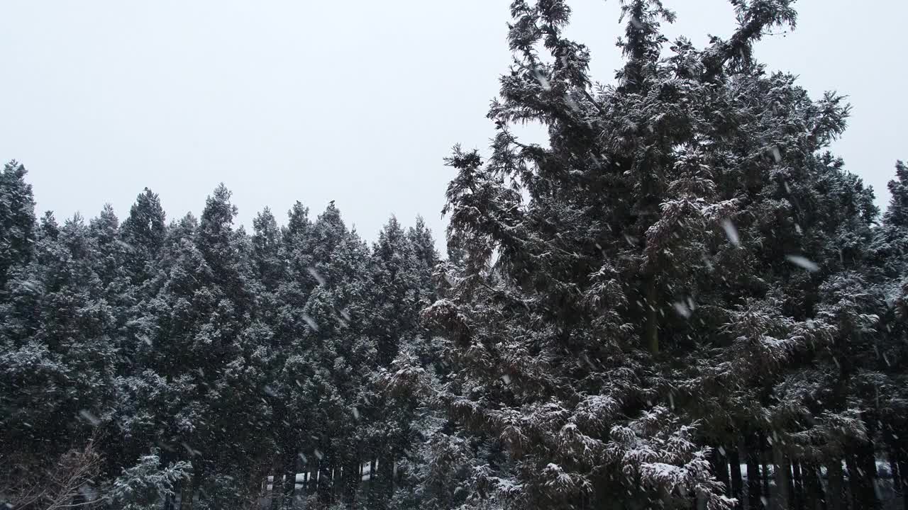 森林的雪景/韩国济州岛视频素材