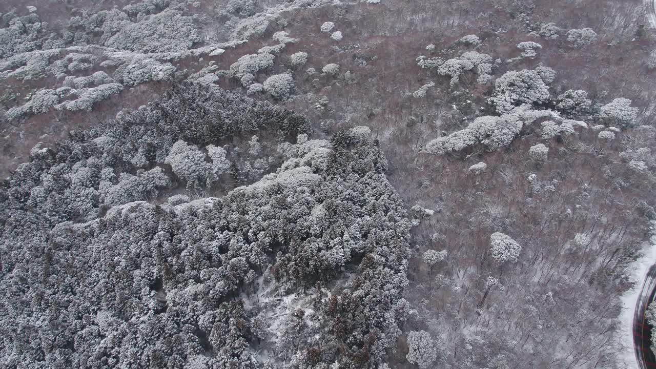 森林的雪景/韩国济州岛视频素材