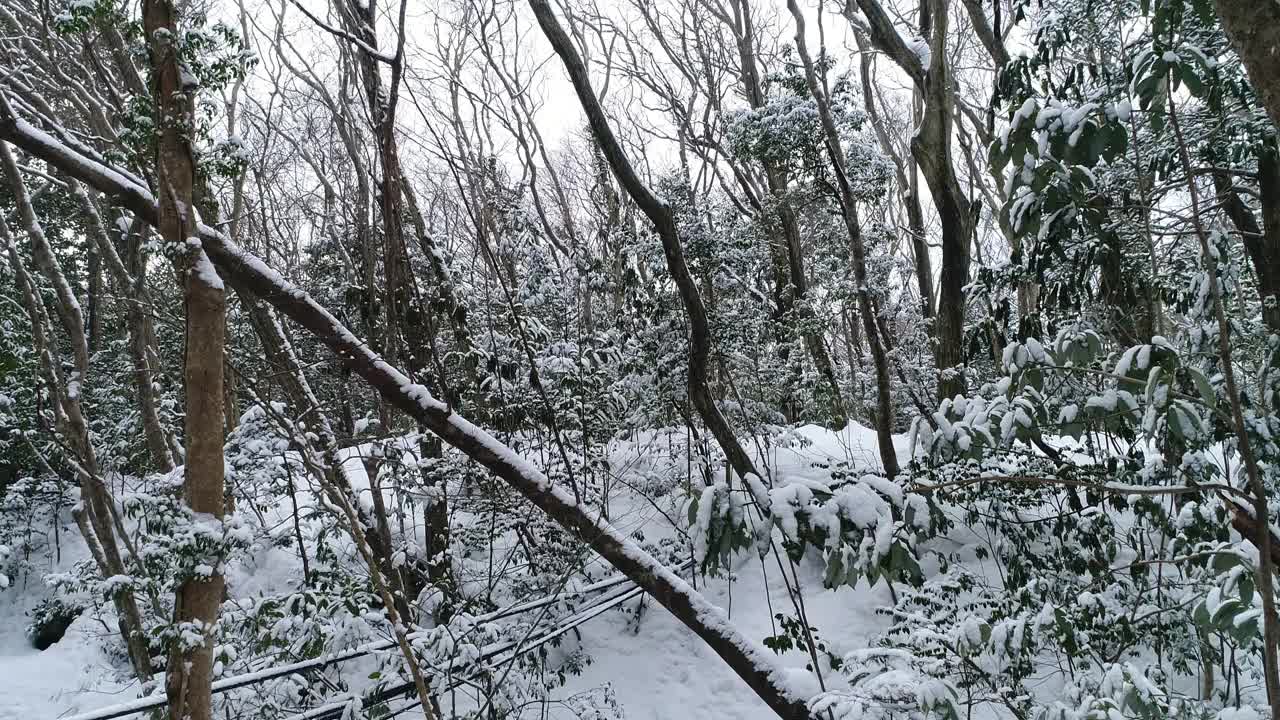 森林的雪景/韩国济州岛视频素材