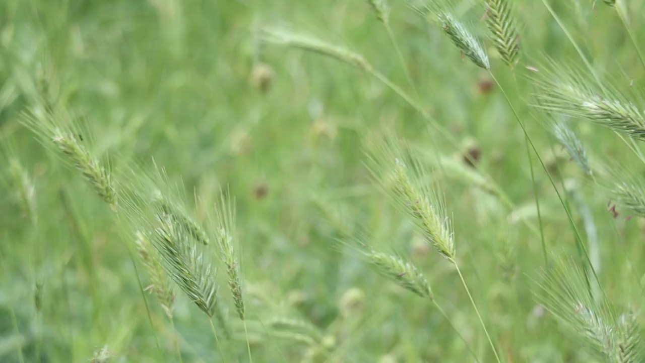 麦田里的麦穗随风摇摆视频素材