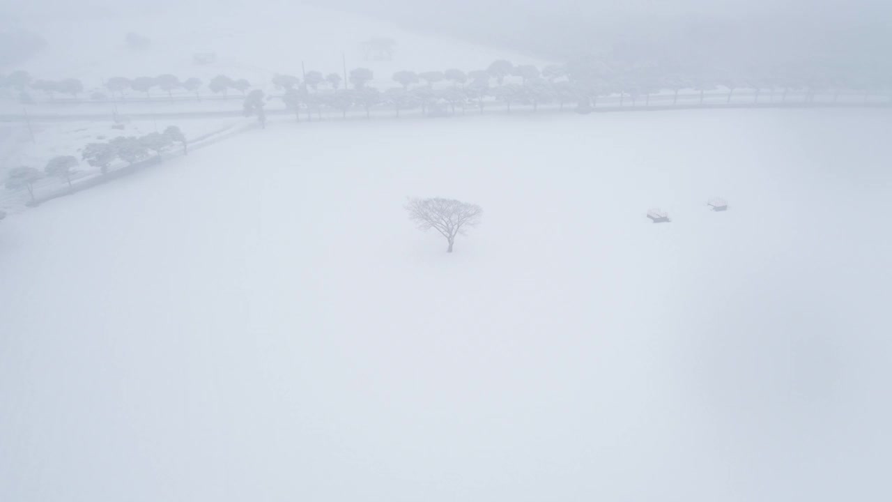 树木的雪景/韩国济州岛视频素材