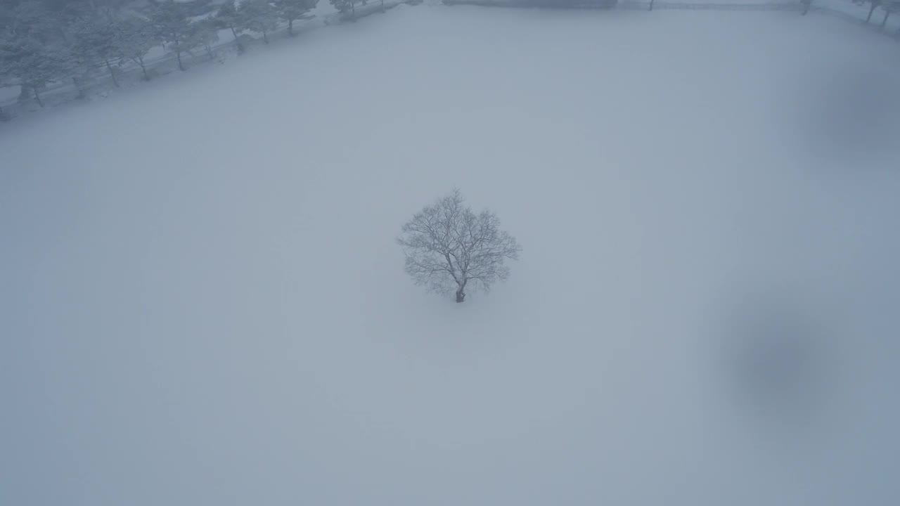 树木的雪景/韩国济州岛视频素材