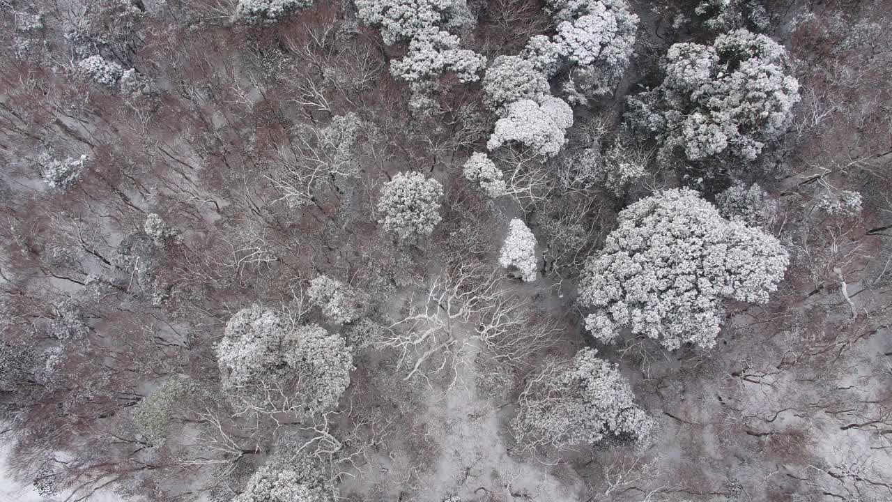 森林的雪景/韩国济州岛视频素材