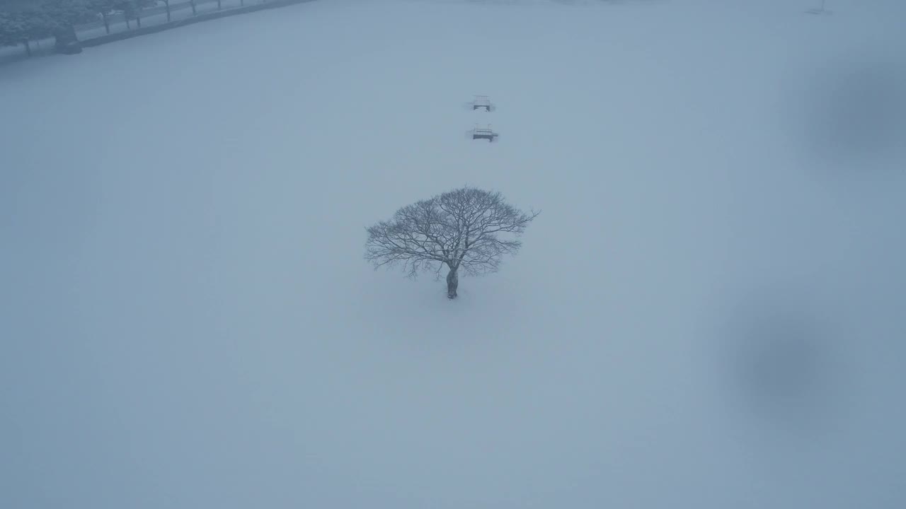 树木的雪景/韩国济州岛视频素材