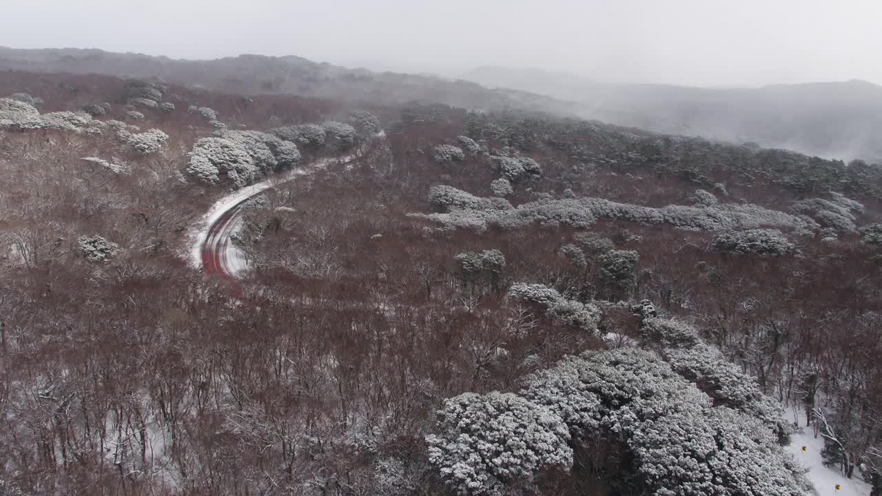 森林和道路的雪景/韩国济州岛视频素材