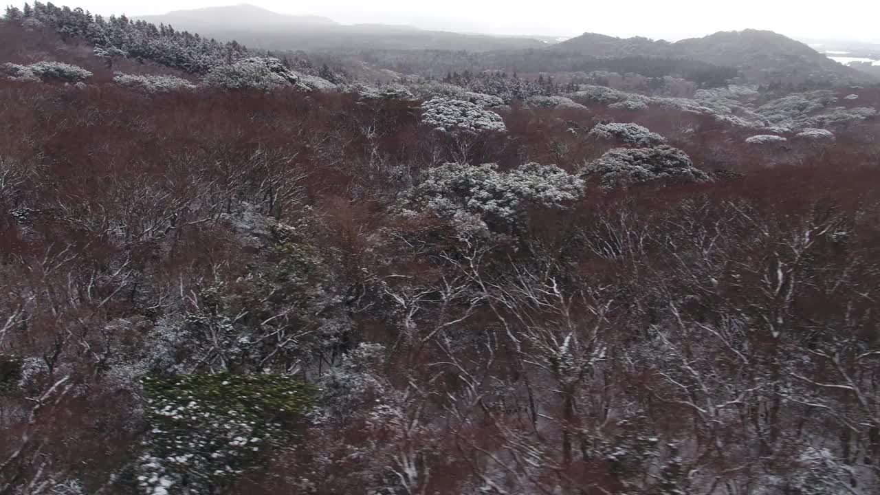 森林和道路的雪景/韩国济州岛视频素材