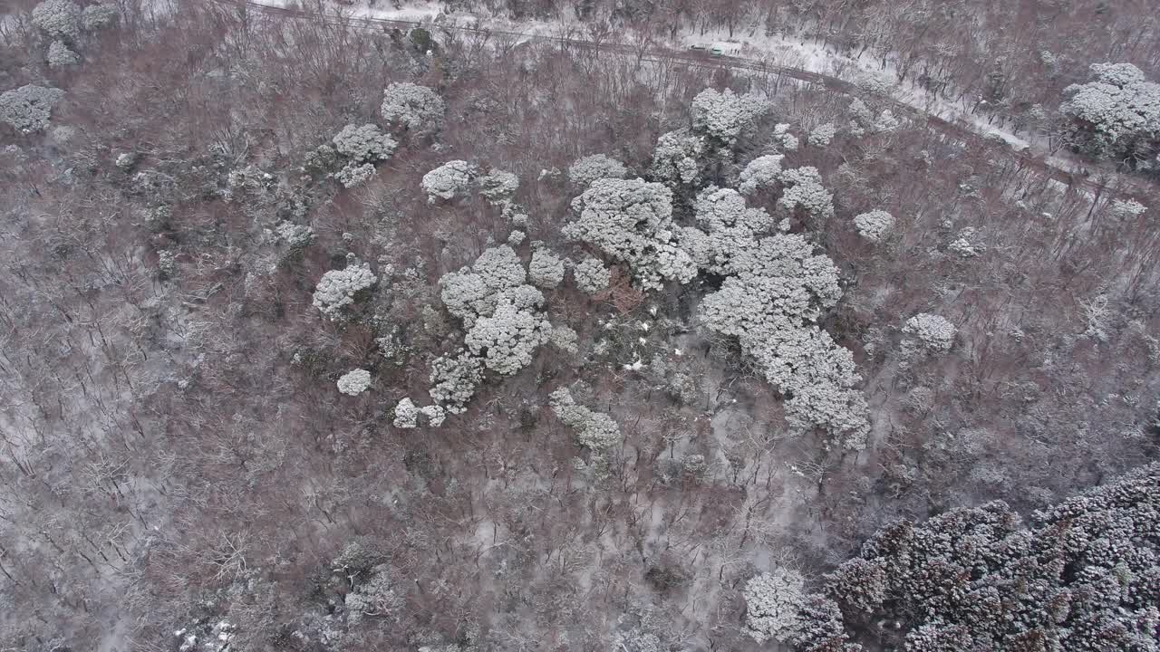 森林和道路的雪景/韩国济州岛视频素材