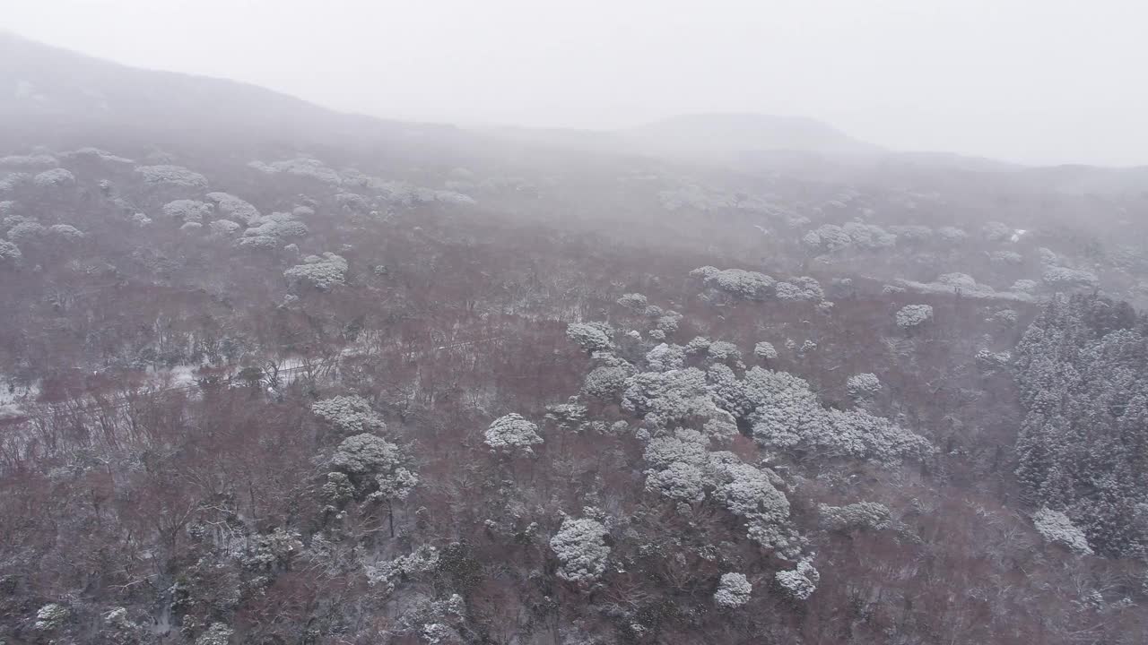 森林和道路的雪景/韩国济州岛视频素材