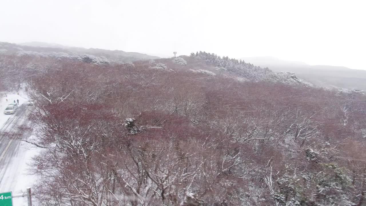 森林和道路的雪景/韩国济州岛视频素材