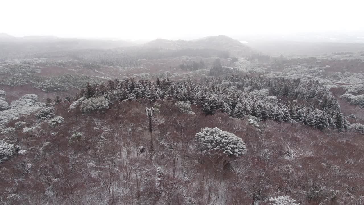 森林的雪景/韩国济州岛视频素材