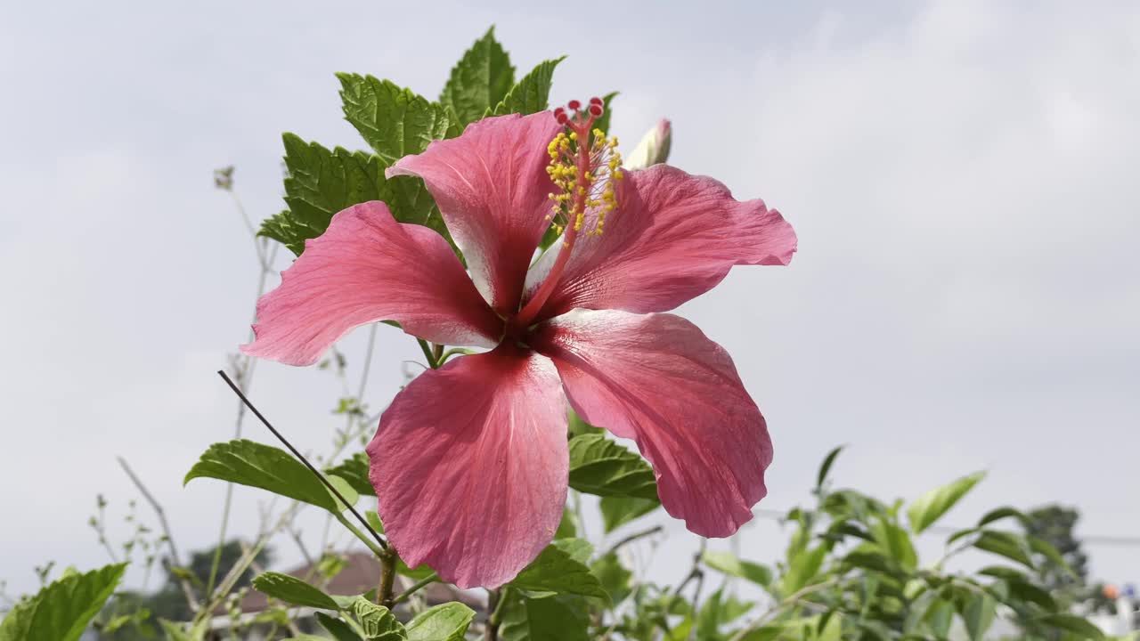 一朵美丽的花和天空视频下载