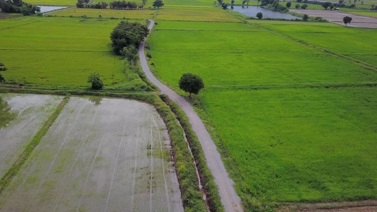 泰国的一个被绿色田野包围的乡村。视频下载