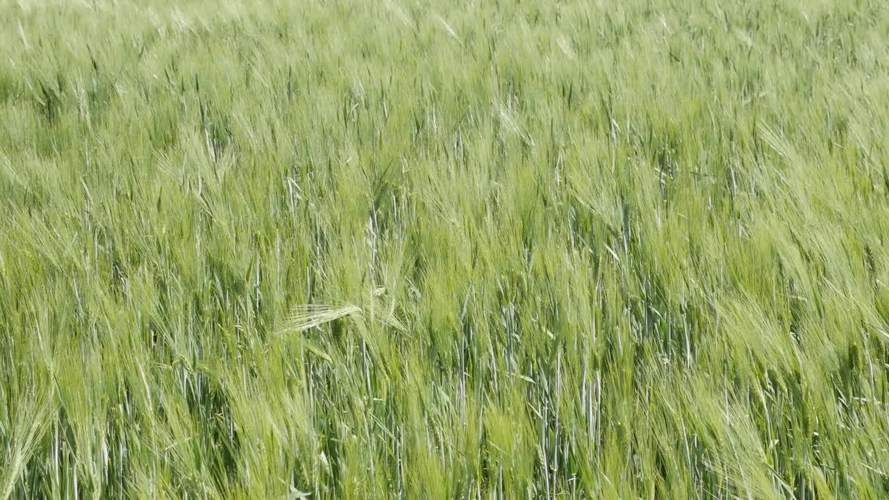 慢动作摇摆的小麦植株耳朵全高清视频视频素材