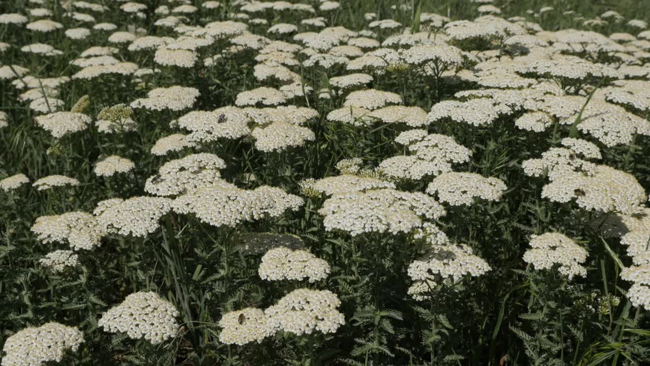 田地普通蓍草早春4K视频视频素材