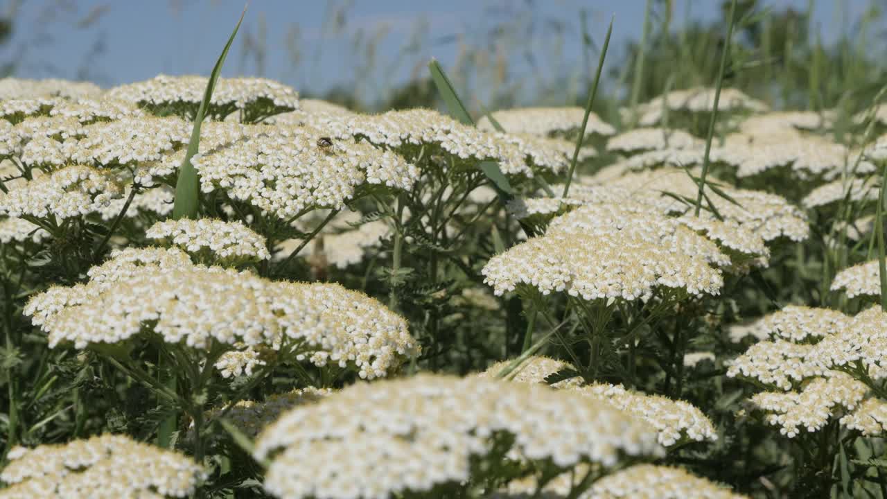 田间普通蓍草的种植由早春4K视频拍摄视频素材