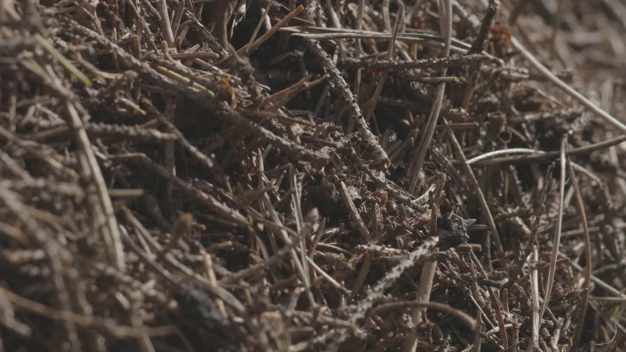 森林蚁丘，野外的一群昆虫。高质量4k镜头小森林蚂蚁近距离视频下载