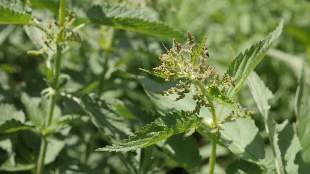 浅DOF普通荨麻(荨麻)在野外UHD镜头视频素材