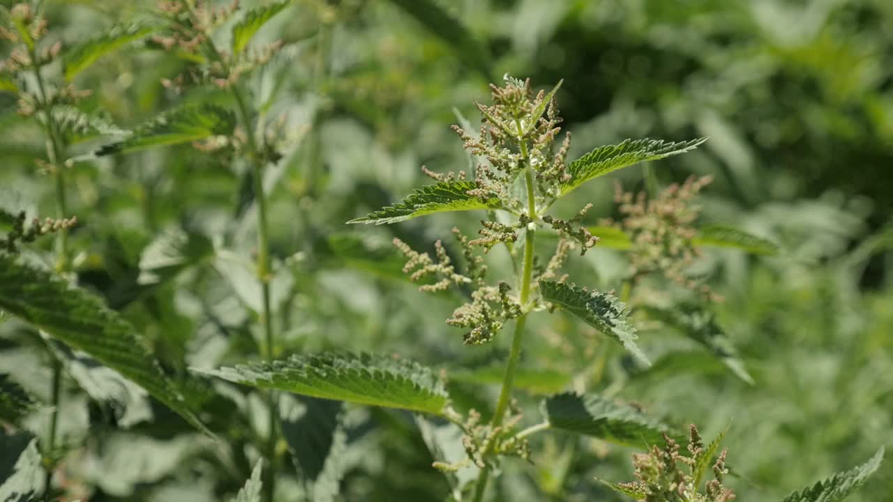 浅DOF普通荨麻(荨麻)在野外UHD镜头视频素材