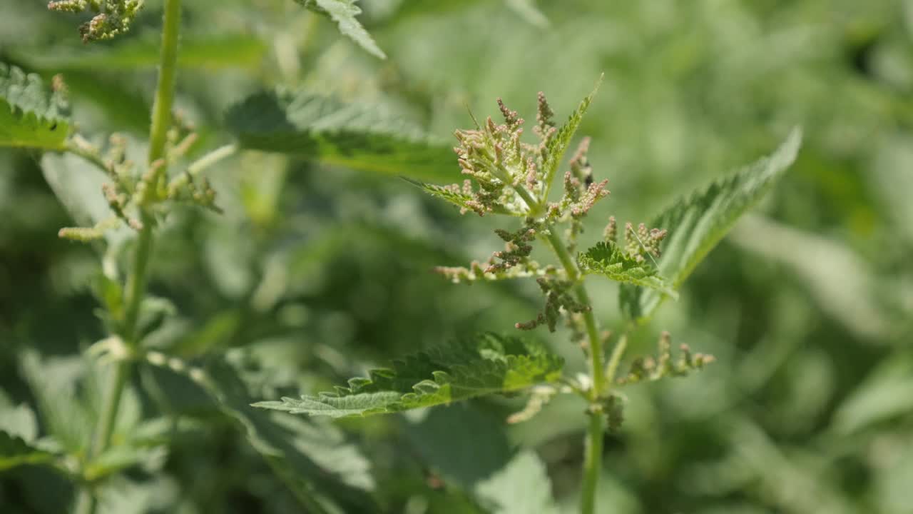 浅自由度普通荨麻在野外拍摄4K视频视频素材