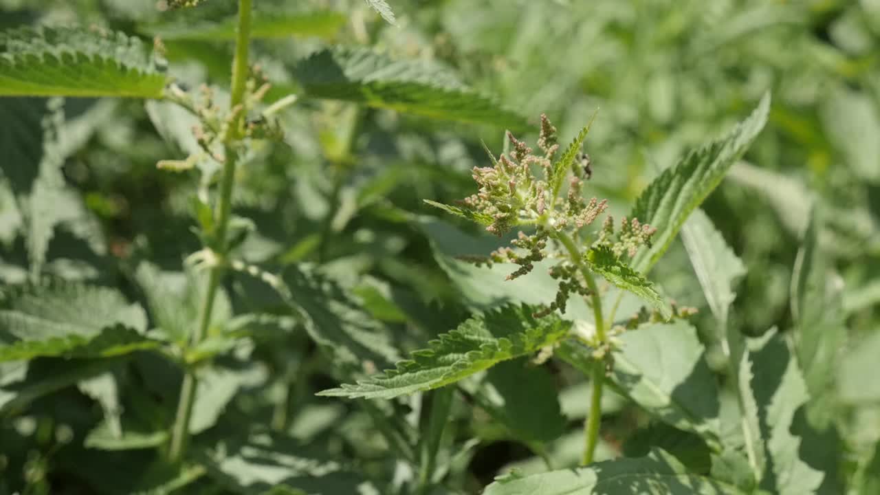 普通荨麻的慢动作摇摆在现场1080p的镜头视频下载