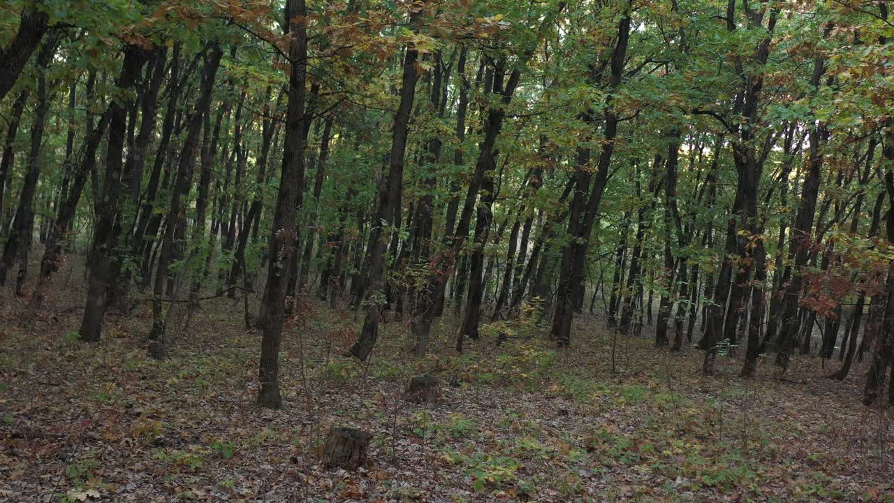 秋天的风景与树木和树桩4K镜头视频素材