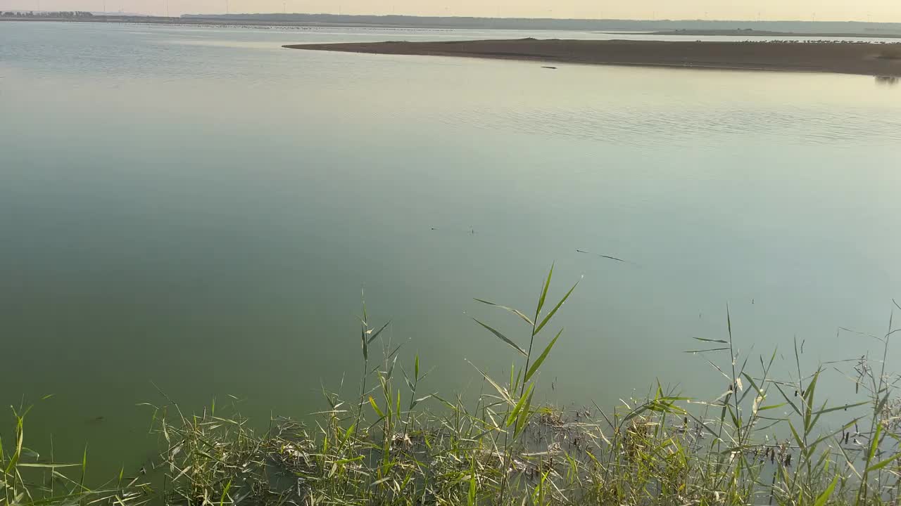 沙漠野生植物和自然|壮观的景观在阿联酋阿布扎比的Al Wathba湿地保护区|海岸盐滩(sabkha)湖视频下载