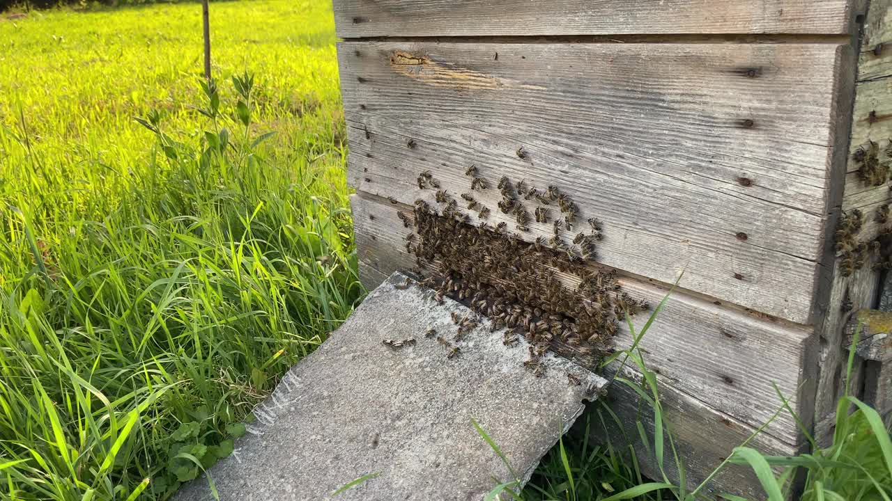 蜂王在蜂箱附近工作。视频下载