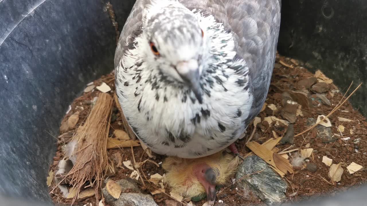 鸽子妈妈和刚出生的小鸽子视频素材