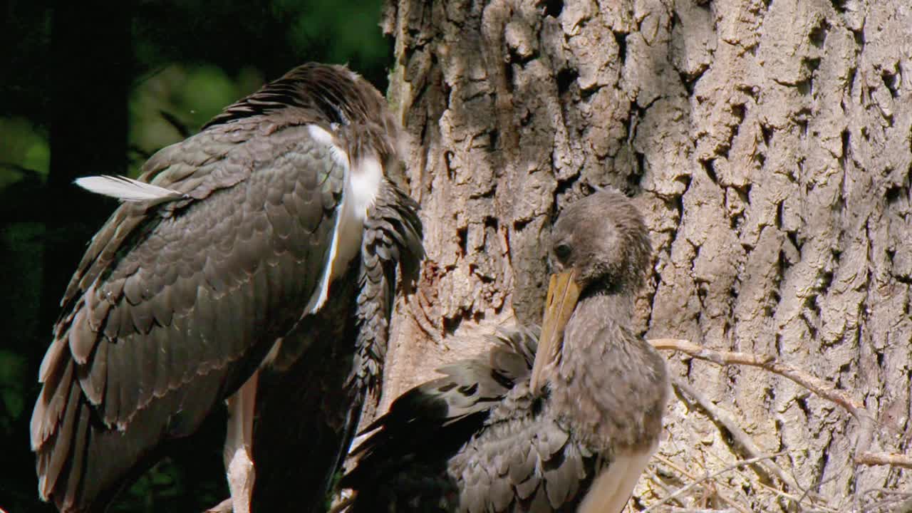 黑鹳(Ciconia nigra)是鹳科的一种鸟。它被列在红皮书上。它主要以鱼类、小型水生脊椎动物和无脊椎动物为食，食于浅水视频素材