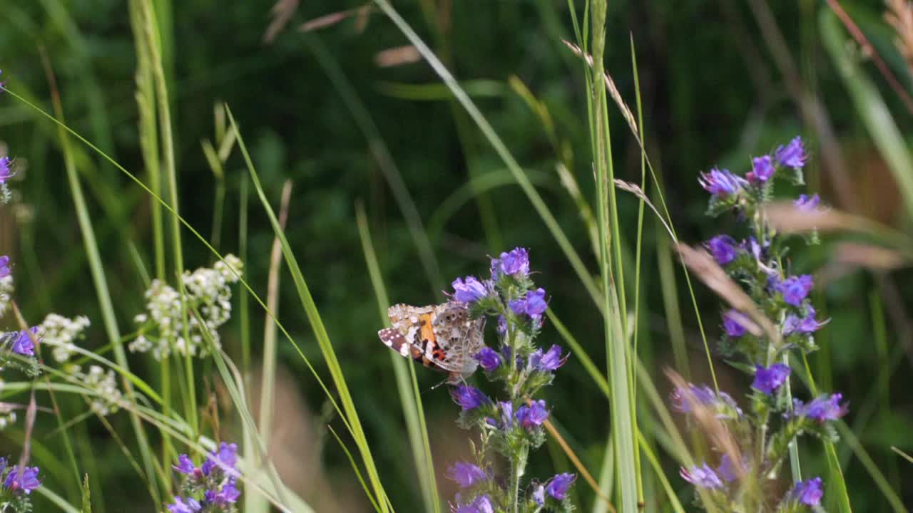 这种蝴蝶“荨麻疹”从野花中采集花蜜。翅膀的上方是砖红色的，有许多大的黑点，在海岸边缘用黄页隔开视频素材