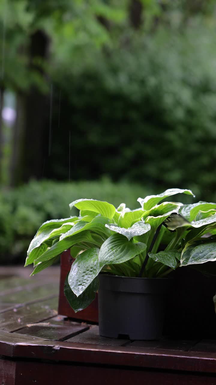 雨在后院的绿色盆栽植物，栽培植物在雨中，园艺在雨中，垂直拍摄视频下载