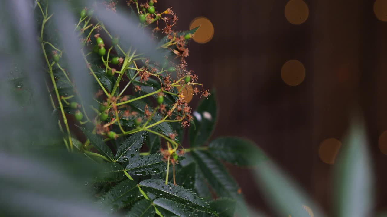 露珠覆盖的绿叶/树叶的特写，漂亮的灯光/散景在背景，花园拍摄视频下载