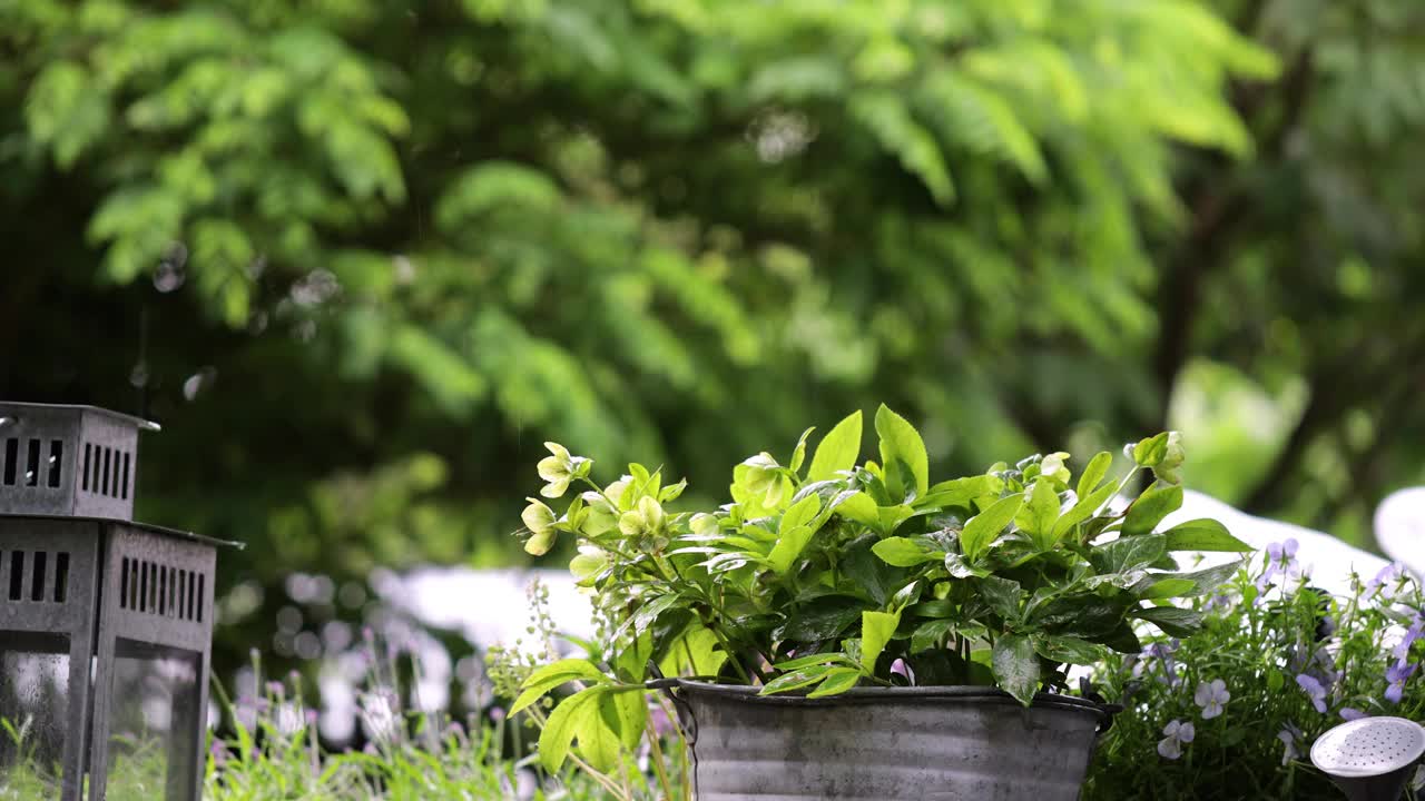 雨在后院的绿色盆栽植物，栽培植物在雨中，园艺在雨中视频下载